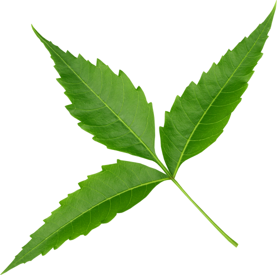 Medicinal Neem Leaves