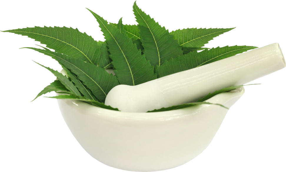 Medicinal Neem Leaves in a Mortar with Pestle