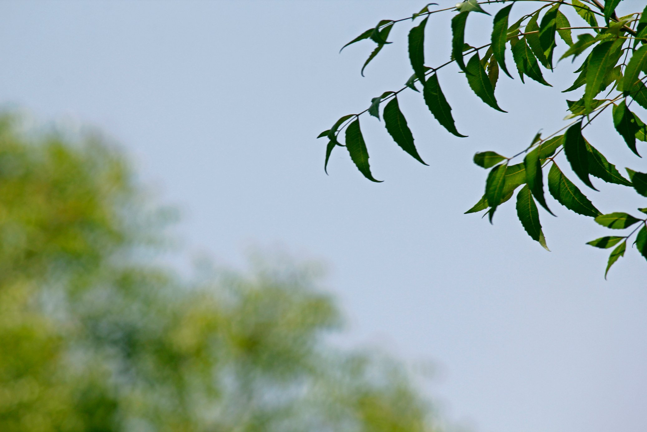 Medicinal Neem leaves-Azadirachta indica